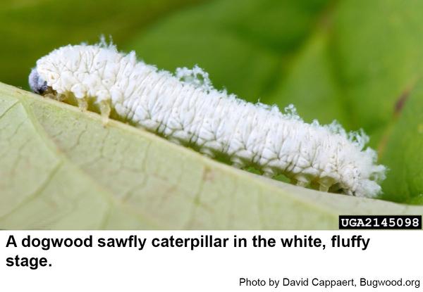 Early dogwood sawfly caterpillars